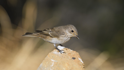 Benekli Sinekkapan - Muscicapa striata kuş fotoğrafı