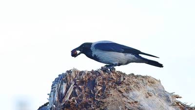 Leş Kargası (Corvus cornix) - Kastamonu / Abana kuş fotoğrafı