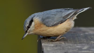 Sıvacı - Sitta europaea kuş fotoğrafı