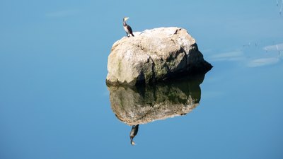 Karabatak (Phalacrocorax carbo) - Kırklareli / Merkez kuş fotoğrafı