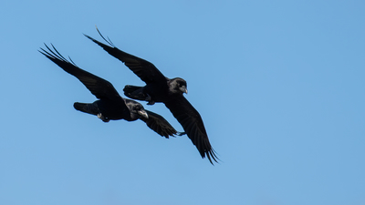 Kuzgun - Corvus corax kuş fotoğrafı