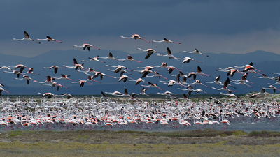 Flamingo