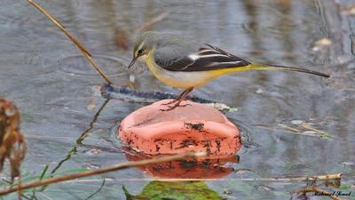 Dağ Kuyruksallayanı - Motacilla cinerea kuş fotoğrafı