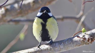 Büyük Baştankara - Parus major kuş fotoğrafı
