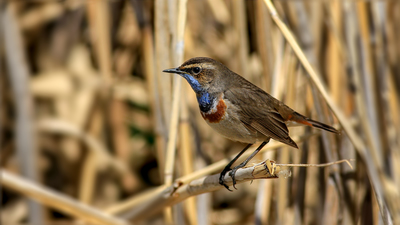Mavigerdan - Luscinia svecica kuş fotoğrafı