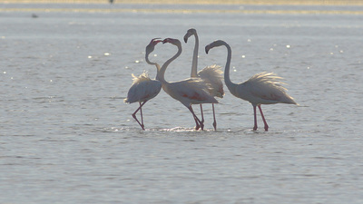 Flamingo