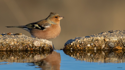 İspinoz (Fringilla coelebs) - Bilecik / Bozüyük kuş fotoğrafı