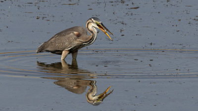 Erguvani Balıkçıl (Ardea purpurea) - Ankara / Gölbaşı kuş fotoğrafı