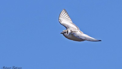 Karabaş Martı - Chroicocephalus ridibundus kuş fotoğrafı
