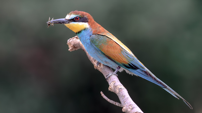 Arıkuşu (Merops apiaster) - Ankara / Kahramankazan kuş fotoğrafı