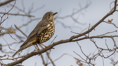 Ökse Ardıcı - Turdus viscivorus kuş fotoğrafı