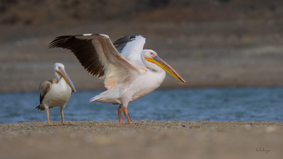 Ak Pelikan - Pelecanus onocrotalus kuş fotoğrafı