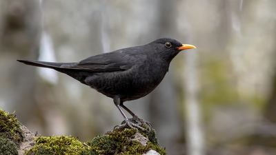 Karatavuk (Turdus merula) - Ankara / Çubuk kuş fotoğrafı