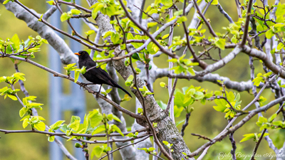 Karatavuk (Turdus merula) - İstanbul / Şile kuş fotoğrafı