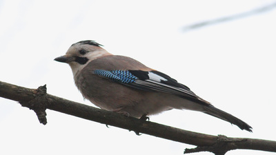 Alakarga - Garrulus glandarius kuş fotoğrafı