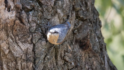 Sıvacı - Sitta europaea kuş fotoğrafı