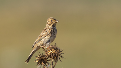 Tarla Çintesi - Emberiza calandra kuş fotoğrafı