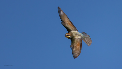 Arıkuşu - Merops apiaster kuş fotoğrafı