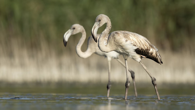 Flamingo - Phoenicopterus roseus kuş fotoğrafı