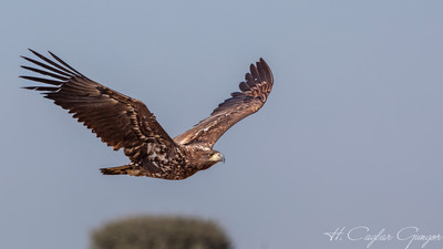 Akkuyruklu Kartal - Haliaeetus albicilla kuş fotoğrafı