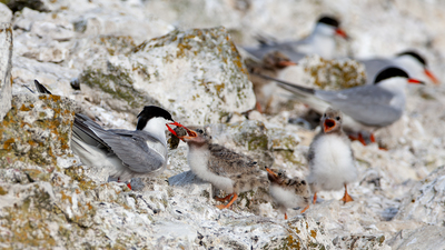 Sumru - Sterna hirundo kuş fotoğrafı