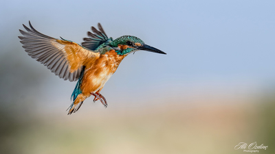 Yalıçapkını - Alcedo atthis kuş fotoğrafı