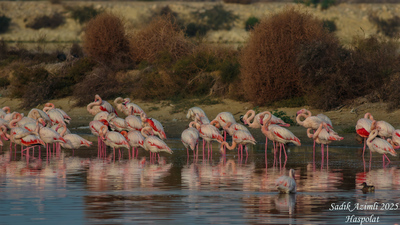 Flamingo