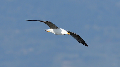 Gümüş Martı