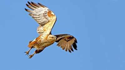 Kızıl Şahin - Buteo rufinus kuş fotoğrafı