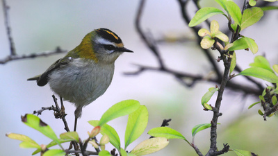 Sürmeli Çalıkuşu - Regulus ignicapilla kuş fotoğrafı