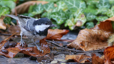 Çam Baştankarası - Periparus ater kuş fotoğrafı