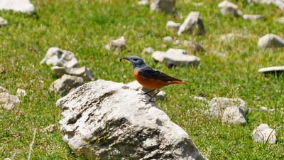 Taşkızılı - Monticola saxatilis kuş fotoğrafı