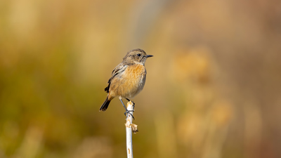 Taşkuşu (Saxicola rubicola) - Ankara / Keçiören kuş fotoğrafı