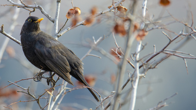 Karatavuk - Turdus merula kuş fotoğrafı