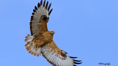 Kızıl Şahin - Buteo rufinus kuş fotoğrafı