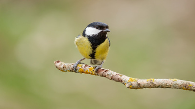 Büyük Baştankara - Parus major kuş fotoğrafı