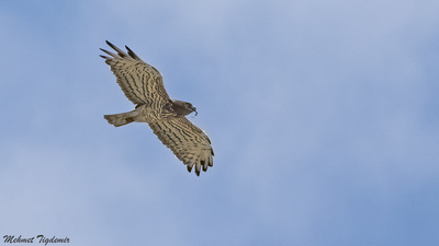Yılan Kartalı