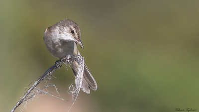 Büyük Kamışçın (Acrocephalus arundinaceus) - Isparta / Eğirdir kuş fotoğrafı