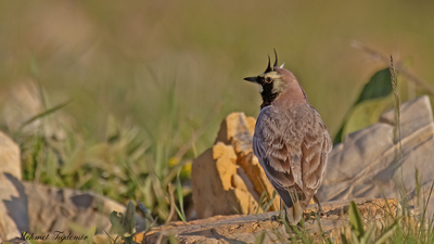Kulaklı Toygar - Eremophila alpestris kuş fotoğrafı