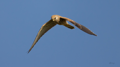 Kerkenez (Falco tinnunculus) - Bilecik / Bozüyük kuş fotoğrafı
