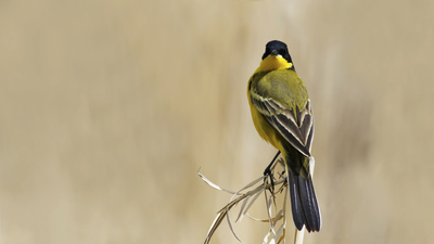 Sarı Kuyruksallayan - Motacilla flava kuş fotoğrafı