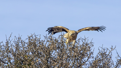 Şah Kartal - Aquila heliaca kuş fotoğrafı