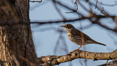Öter ardıç (Turdus philomelos) - İstanbul / Şile kuş fotoğrafı