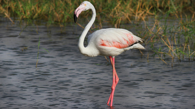 Flamingo