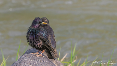 Sığırcık (Sturnus vulgaris) - Van / Muradiye kuş fotoğrafı