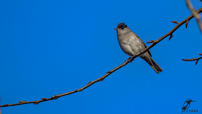 Karabaşlı Ötleğen