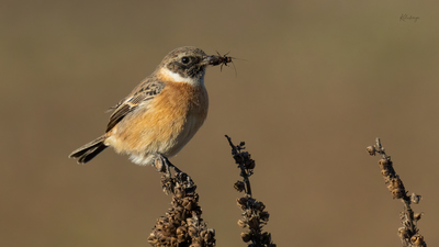 Taşkuşu - Saxicola rubicola kuş fotoğrafı