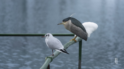 Gece Balıkçılı - Nycticorax nycticorax kuş fotoğrafı
