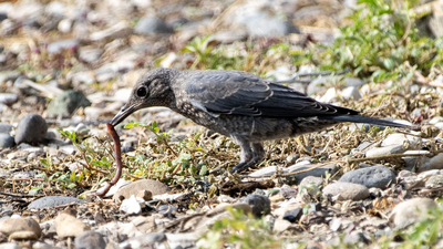 Gökardıç - Monticola solitarius kuş fotoğrafı