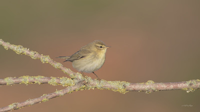 Çıvgın - Phylloscopus collybita kuş fotoğrafı